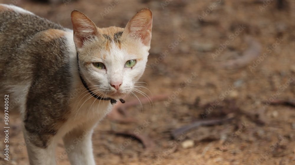 Obraz premium Cat walking on the ground