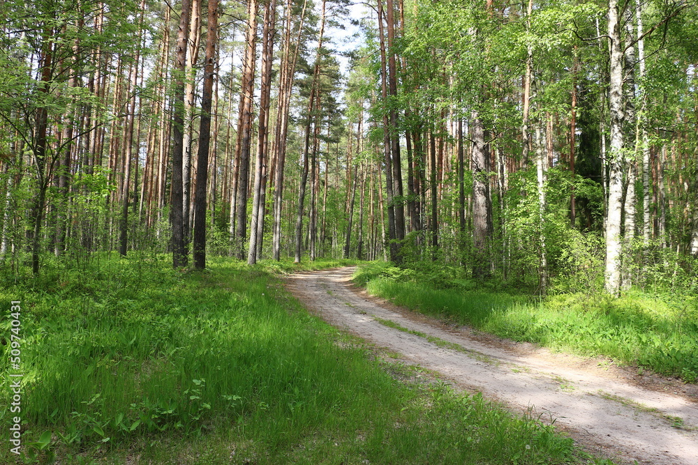 Obraz premium footpath in the forest