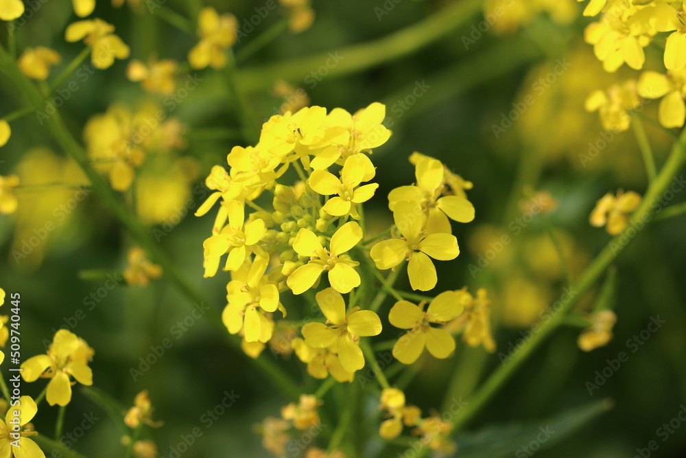 yellow flowers in the garden yellow flowers in the garden