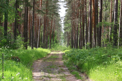 path in the woods