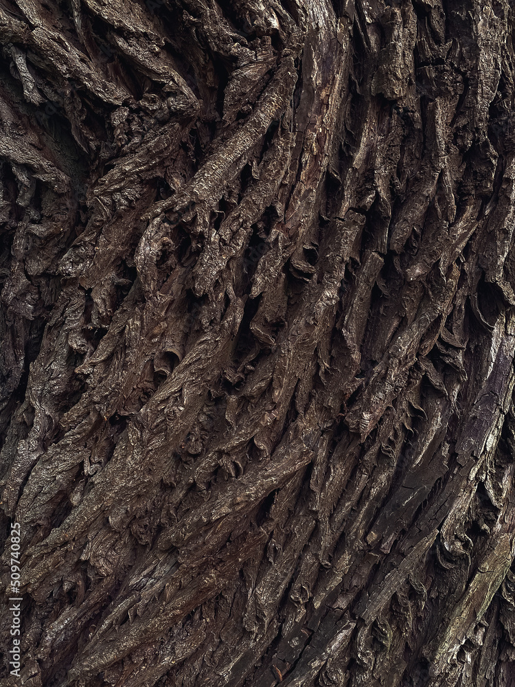 bark of a tree bark of a tree