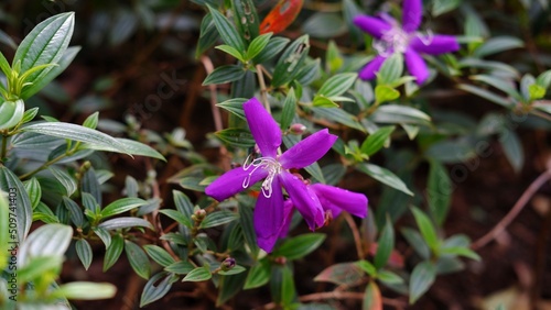 Pleroma urvilleanum, synonym Tibouchina urvilleana known as glory bush, lasiandra, princess flower, pleroma, purple glory tree. is a species of flowering plant in the family Melastomataceae. photo