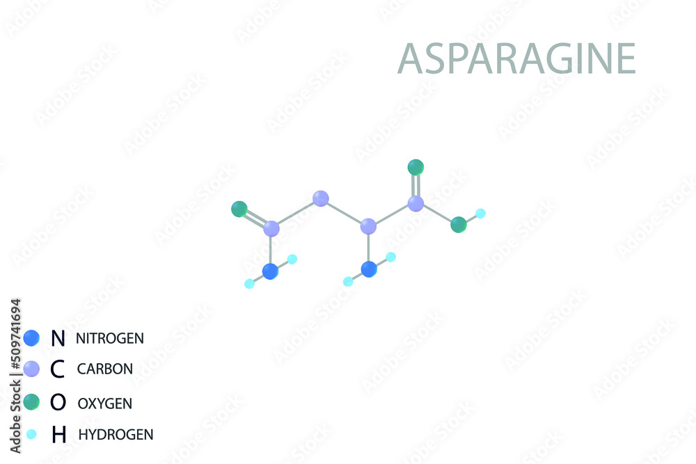 Asparagine molecular skeletal 3D chemical formula. Asparagine molecular skeletal 3D chemical formula.