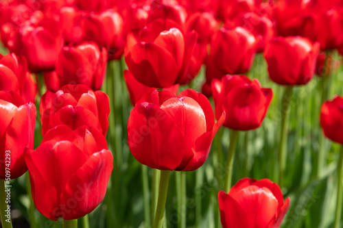 A field of blooming red tulips with large buds