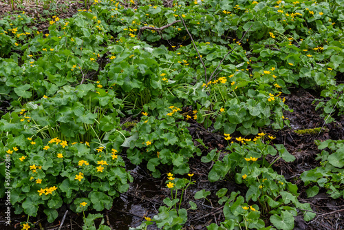 Caltha palustris, marsh-marigold or kingcup, flowers in wet woodland, wild flower