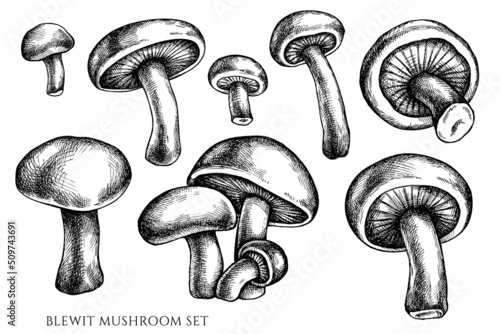 Vector set of hand drawn black and white blewit
