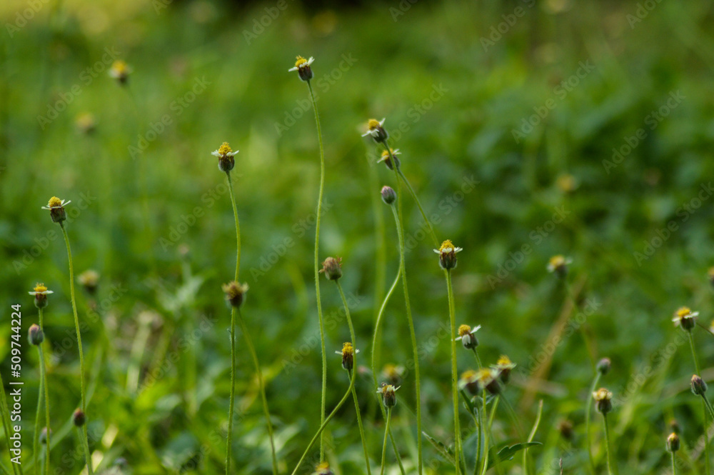 Natural View Focus On Foreground Grass Flowers In The Garden Natural View Focus On Foreground Grass Flowers In The Garden