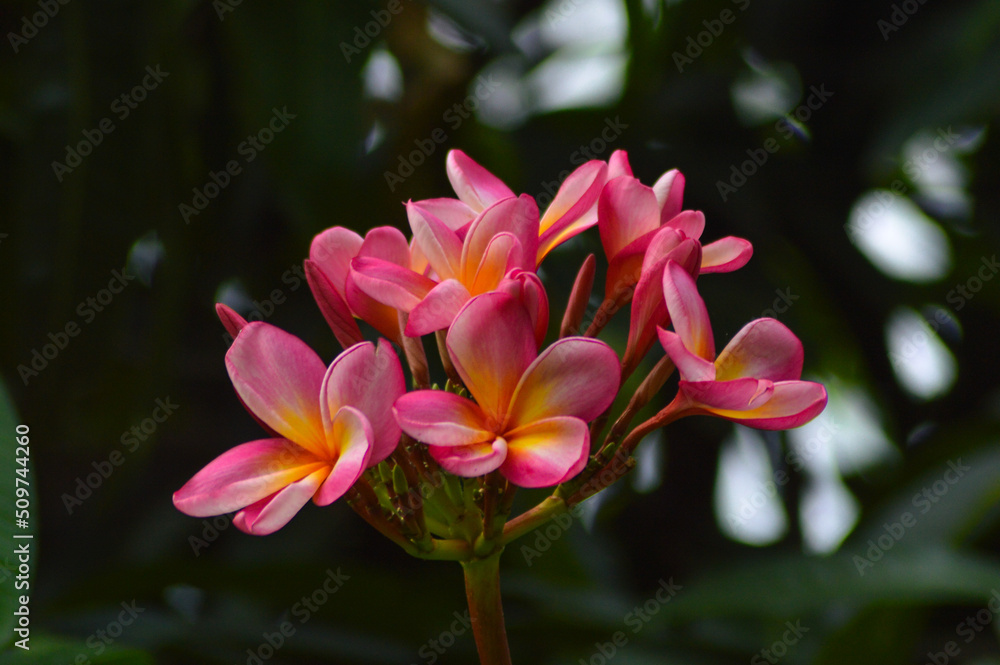 Fototapeta premium Sweet Red Yellow A Bunch Of Blooming Frangipani Or Plumeria Rubra Flowers Grow In The Garden