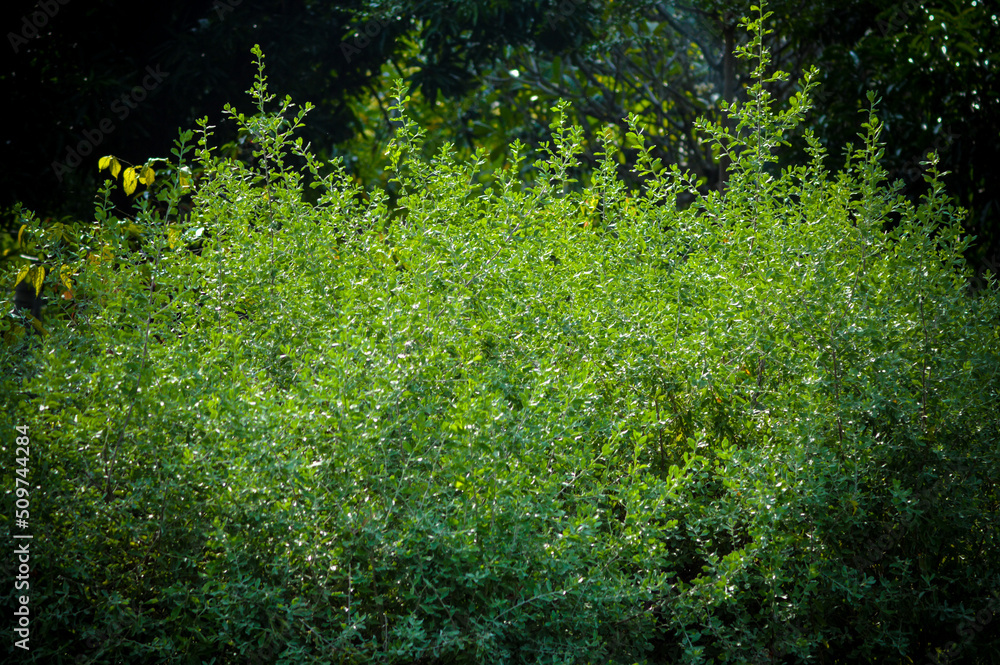 Fototapeta premium Artistic View tiny Leaves Of Texas Ranger Or Texas Sage Or Leucophyllum Frutescens Plants In The Garden