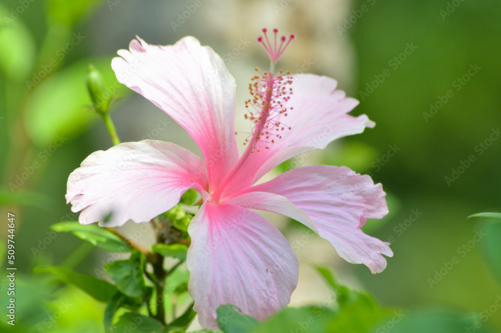 Close Up View Fresh Pink Blooming Hibiscus Rosa-sinensis Or Rose Mallow Flower In The Garden Close Up View Fresh Pink Blooming Hibiscus Rosa-sinensis Or Rose Mallow Flower In The Garden