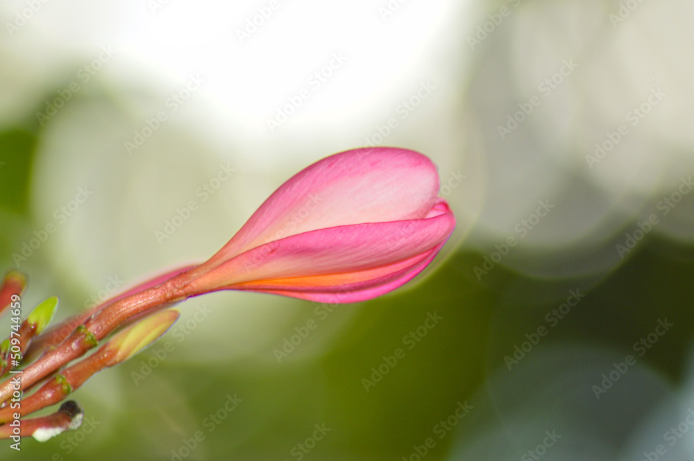 Close Up View Pink And Yellow Fresh Frangipani Or Plumeria Flower Bud Close Up View Pink And Yellow Fresh Frangipani Or Plumeria Flower Bud