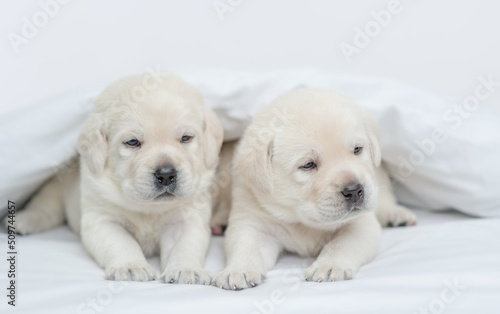 Two sleepy Golden retriever puppies lying under white warm blanket on a bed at home
