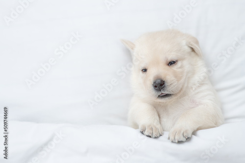 Cozy golden retriever puppy lying under white warm blanket on a bed at home. Top down view. Empty space for text