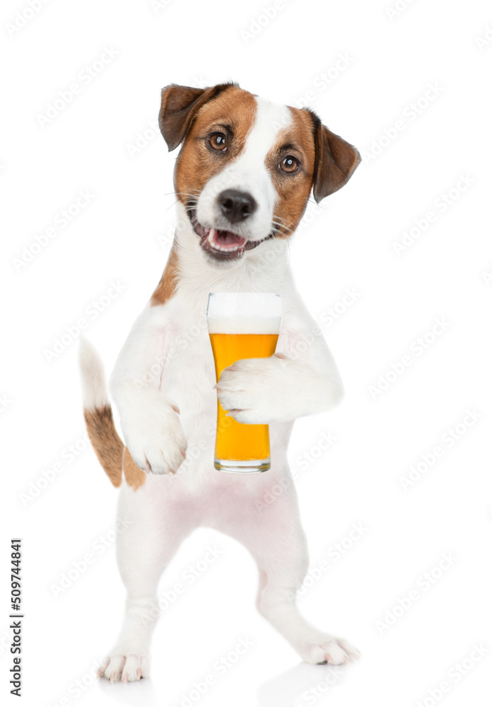 Jack Russell Terrier puppy holds mug of the beer. isolated on white background