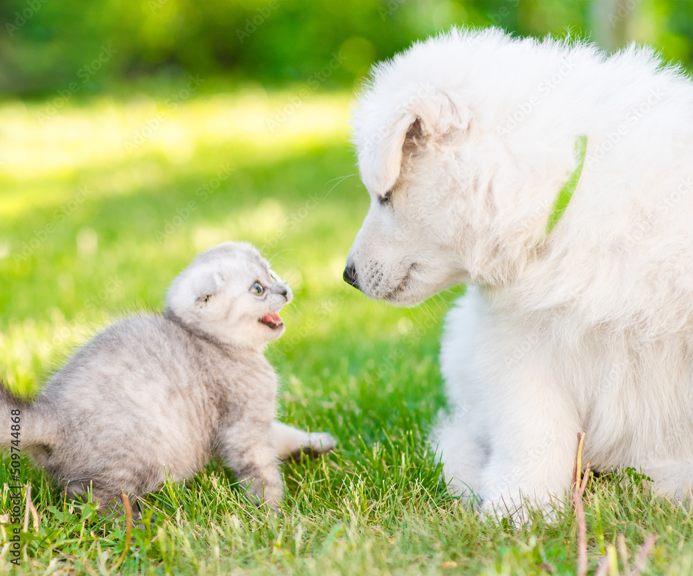 frightened kitten hissing at riendly white Swiss Shepherd`s puppy on green grass at summer park