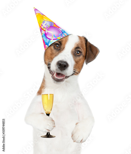 Happy Jack russell terrier puppy wearing party cap holds glass of champagne. isolated on white background © Ermolaev Alexandr