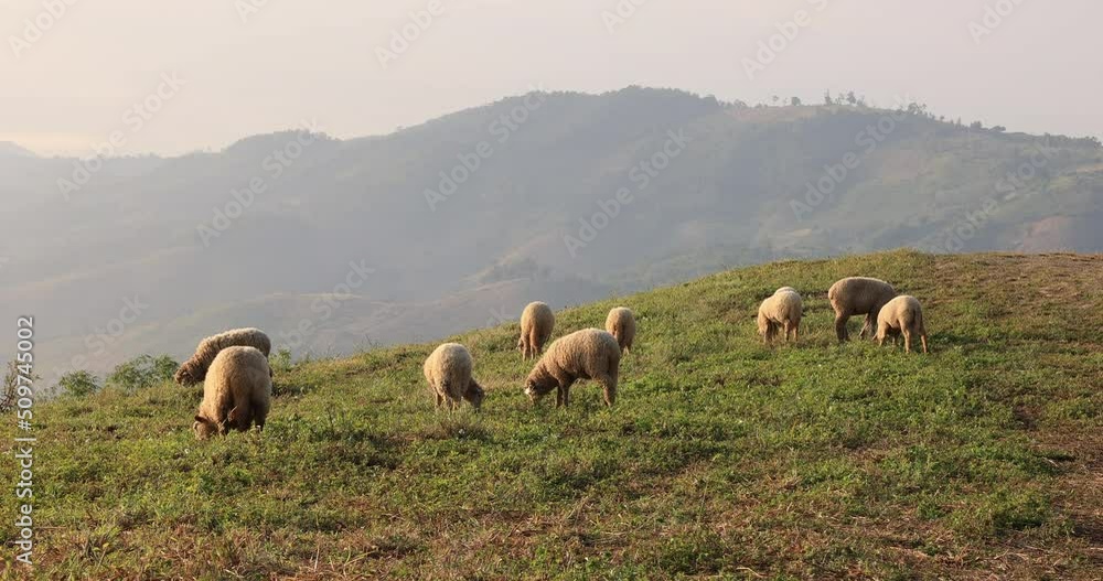 Sheep grazing in a meadow and mountain fog background 4k video Sheep grazing in a meadow and mountain fog background 4k video