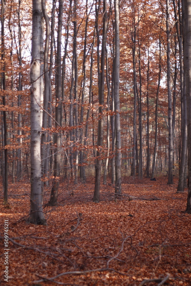 Fototapeta premium Chilly morning in the autumn forest
