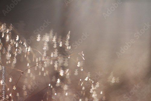 Frozen Bokeh plants in sunny day