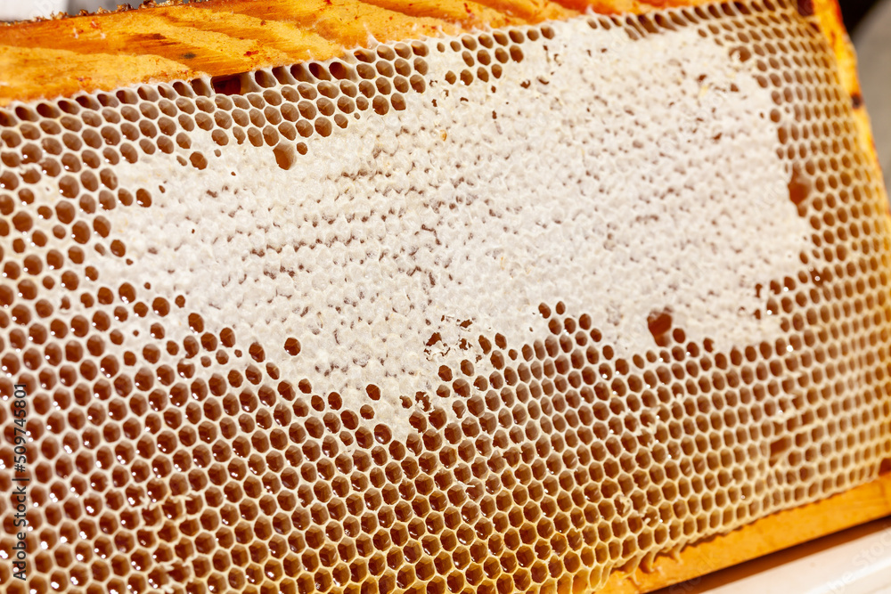 Apiculture - Récolte du miel - Gros plan sur des alvéoles de cire remplies de miel Apiculture - Récolte du miel - Gros plan sur des alvéoles de cire remplies de miel
