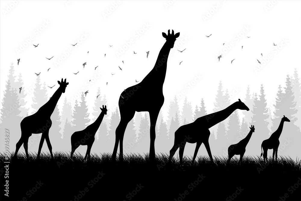 Silhouette of group of giraffes. Illustration of a giraffe walking on grass in the desert Silhouette of group of giraffes. Illustration of a giraffe walking on grass in the desert