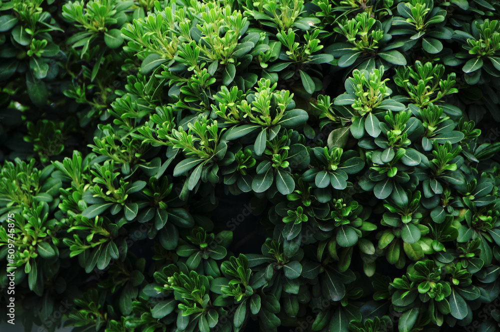 green ivy leaves green ivy leaves
