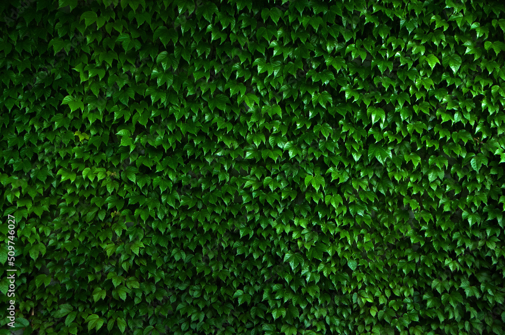 texture of green leaf texture of green leaf