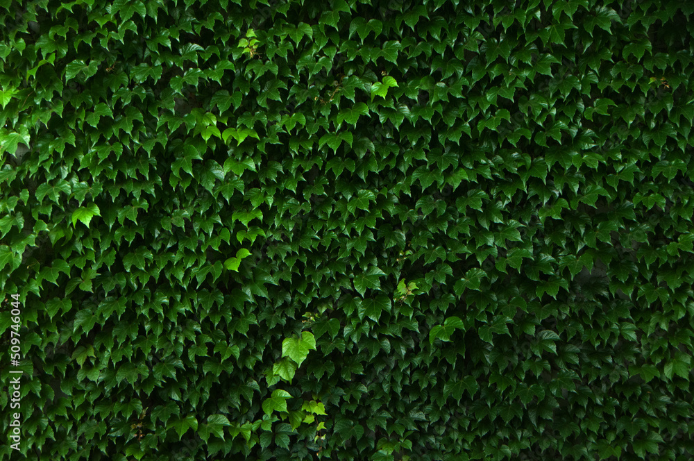 background of green grass background of green grass