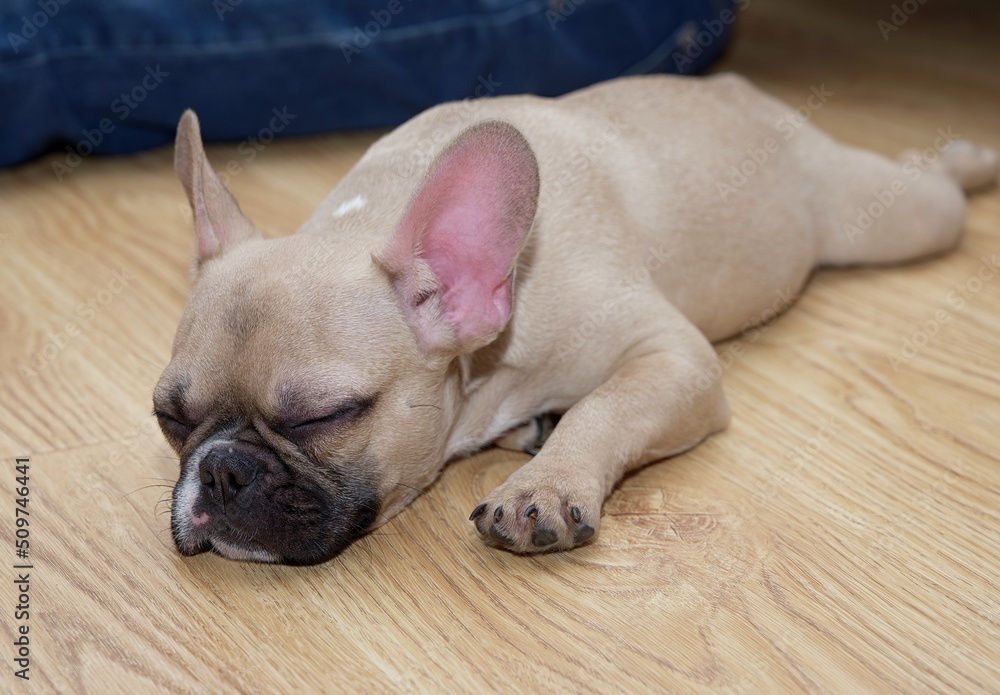A young dog of the French Bulldog breed sleeps on a wooden floor, stretched out to its full height and resting its head comfortably on its paws.