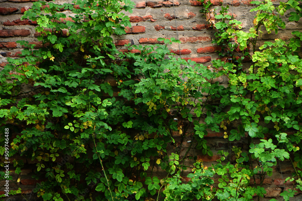 ivy on the wall