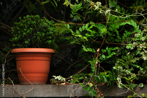 plants in pots © UA_Color