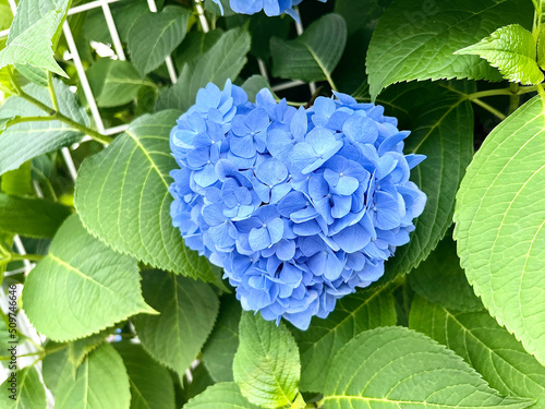 ハートの紫陽花