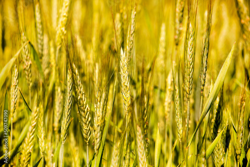 background from close-up of golden ears of wheat in the field, world grain crisis. Farmersto, photo