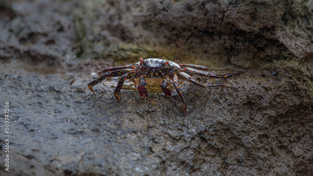 Sally Lightfoot crab (Grapsus grapsus) on rock at the Pacific coast of northern Chile Sally Lightfoot crab (Grapsus grapsus) on rock at the Pacific coast of northern Chile