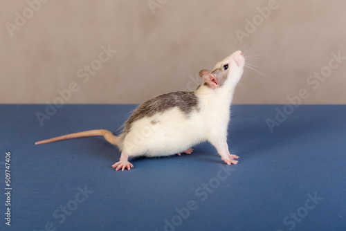 studio portrait of a domestic baby rat