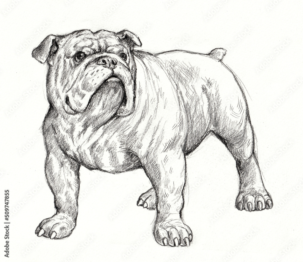English bulldog drawing. Isolated hand made illustration with dog.