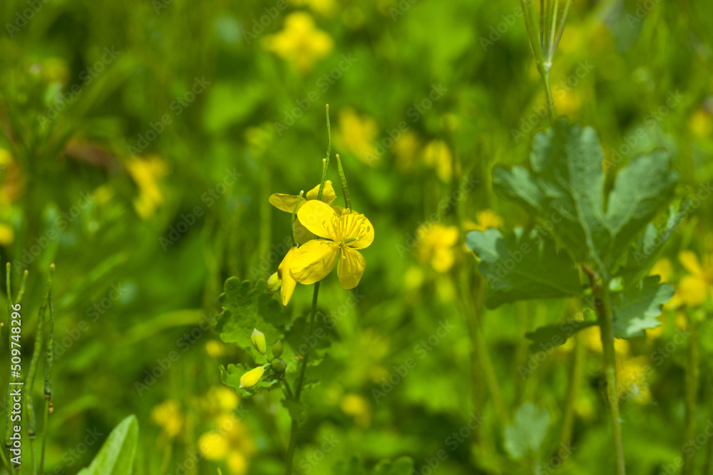 Flowering yellow celandine plant in forest. Flowering yellow celandine plant in forest.