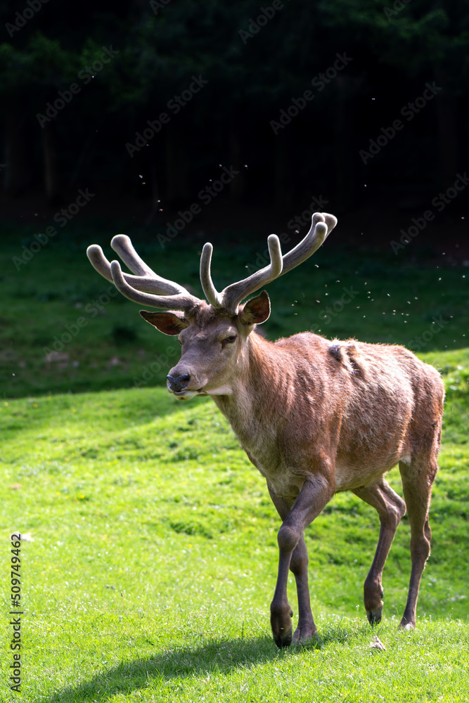 Deer on a lawn in the Carpathians, Romania Deer on a lawn in the Carpathians, Romania