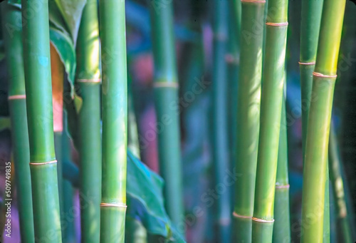 Bamboo