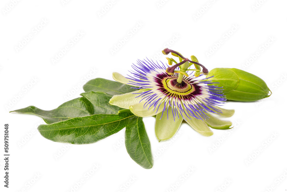 Passiflora incarnata on the white background StockFoto Adobe Stock