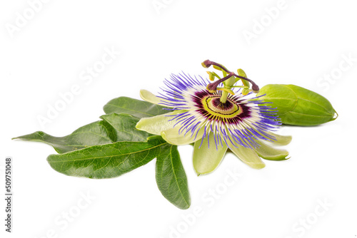 Passiflora incarnata on the white background photo