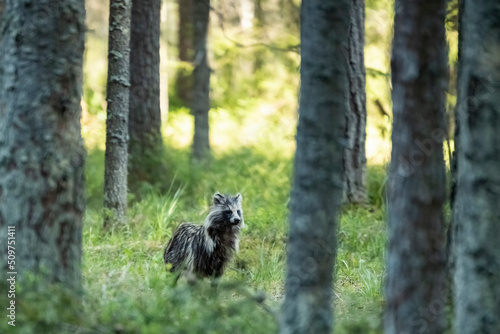 Raccoon dog portrait at evening
