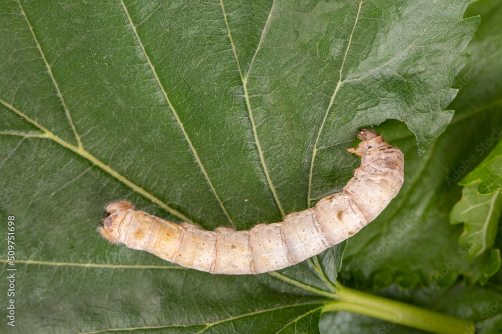 The silkworm is the larva or caterpillar of the domestic silkmoth, Bombyx mori. It is an