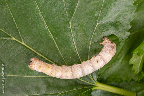 The silkworm is the larva or caterpillar of the domestic silkmoth, Bombyx mori. It is an economically important insect, being a primary producer of silk. photo
