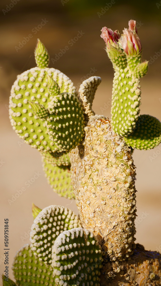 cactus in joshua tree