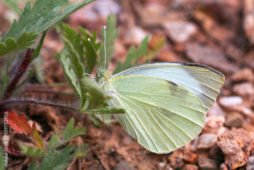 Butterfly in nature; Pieris brassicae photo