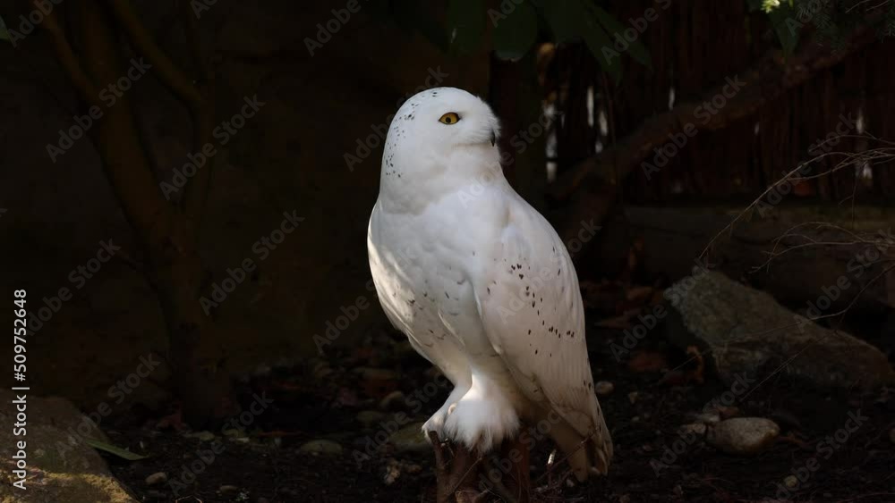 Snowy owl, Bubo scandiacus, bird of the Strigidae family. With a yellow eye Snowy owl, Bubo scandiacus, bird of the Strigidae family. With a yellow eye