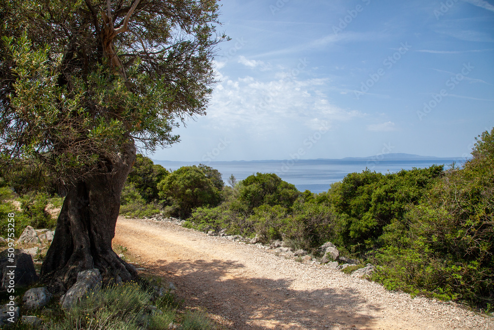 Ancient olive trees forest