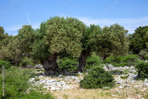 Obraz na płótnie Ancient olive trees forest w salonie