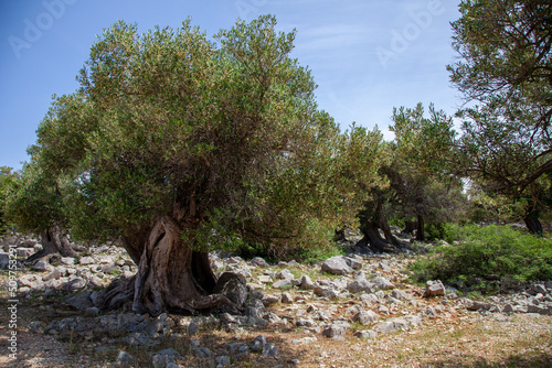 Obraz na płótnie Ancient olive trees forest w salonie